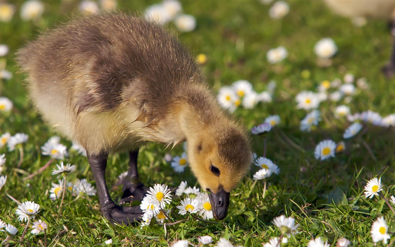 zvířat širokoúhlý Tapety Kolekce (18) #16 - 1280x800