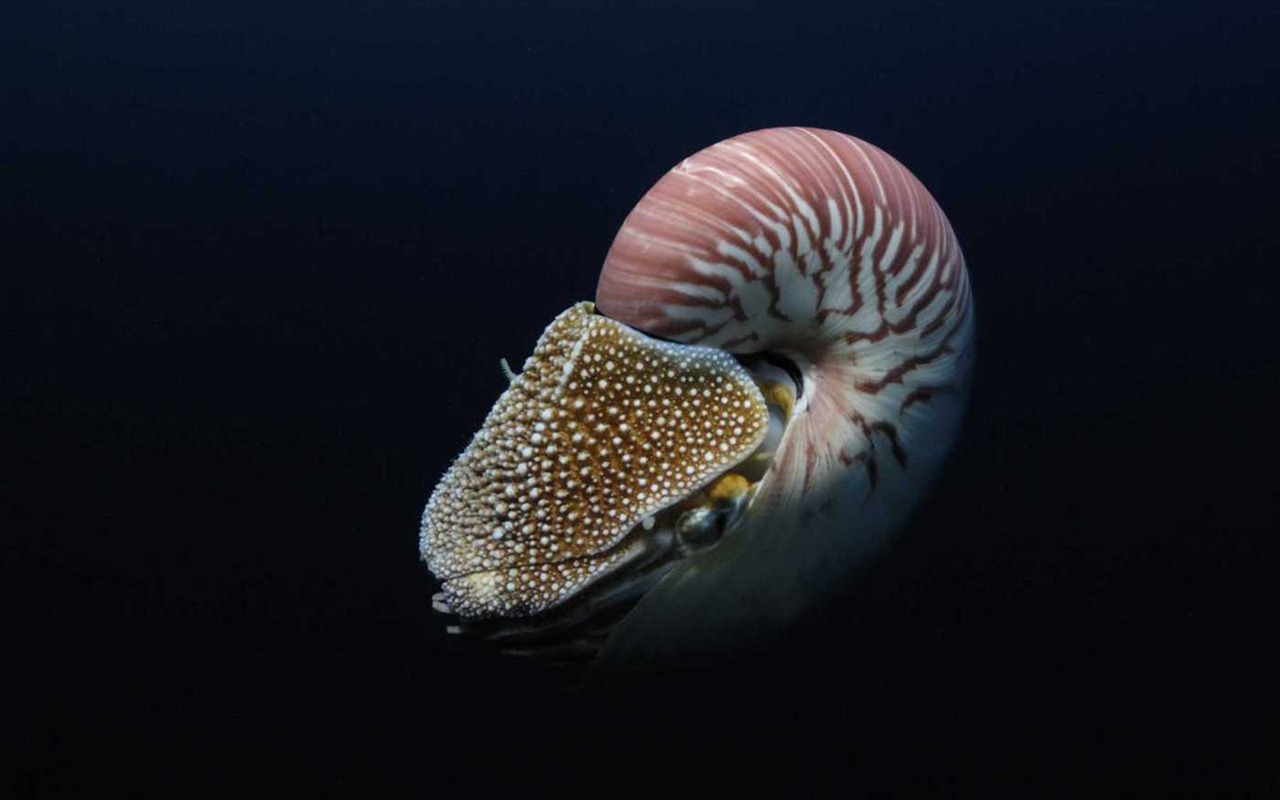 Under the Sea 3D 海底世界3D 高清壁紙 #45 - 1280x800