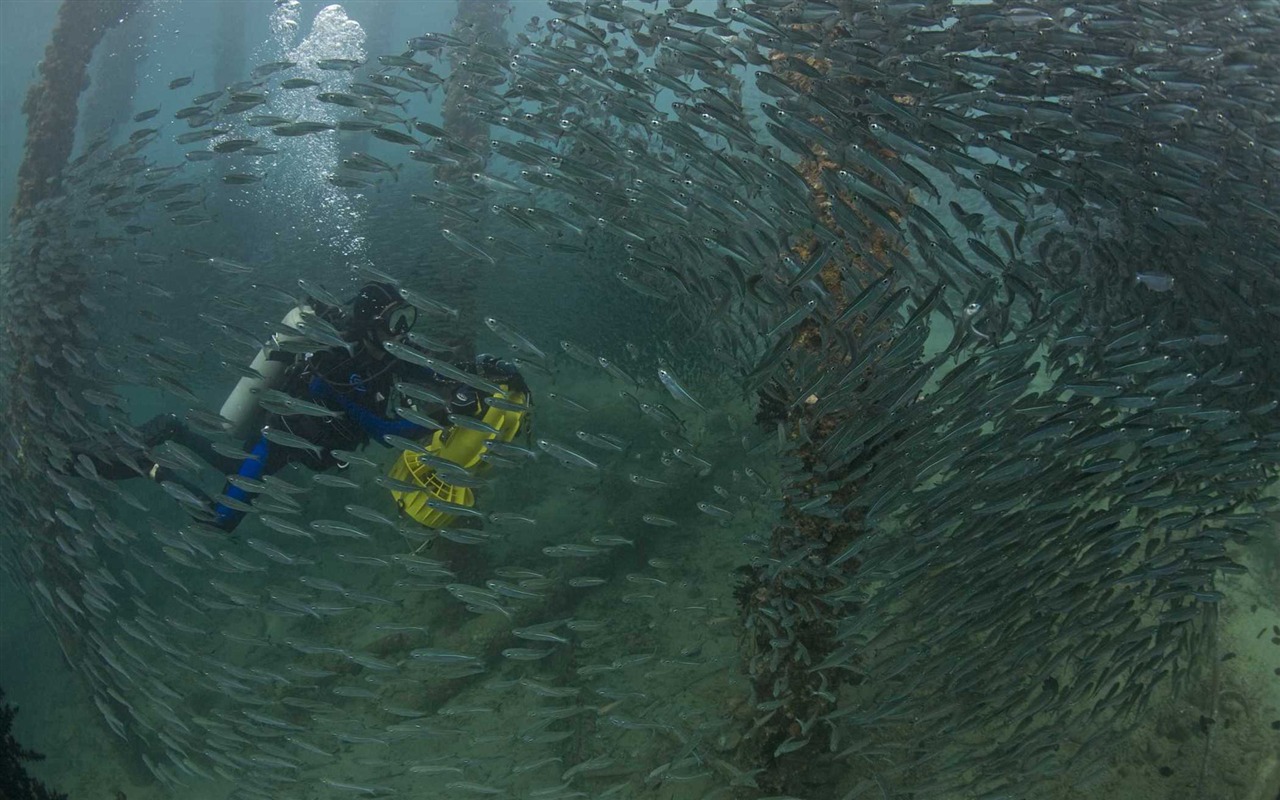 Under the Sea 3D 海底世界3D 高清壁紙 #46 - 1280x800