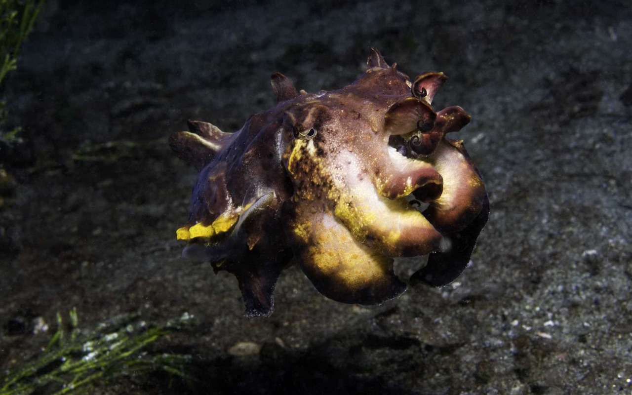 Under the Sea 3D 海底世界3D 高清壁紙 #10 - 1280x800
