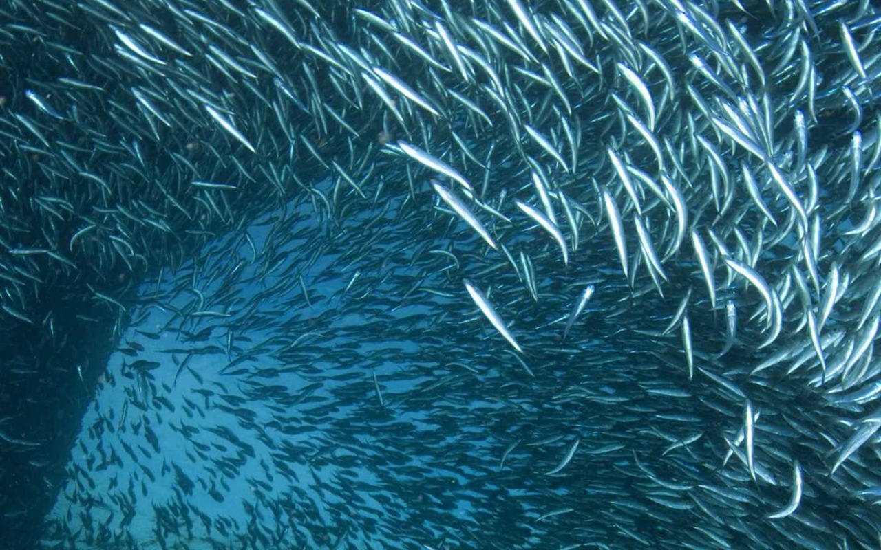 Under the Sea 3D 海底世界3D 高清壁紙 #16 - 1280x800