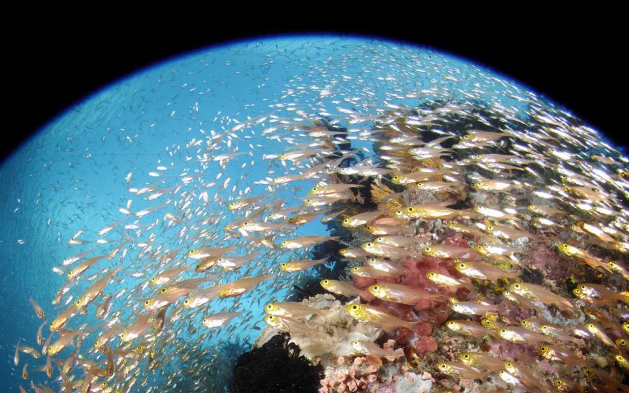 Under the Sea 3D 海底世界3D 高清壁紙 #30 - 1280x800