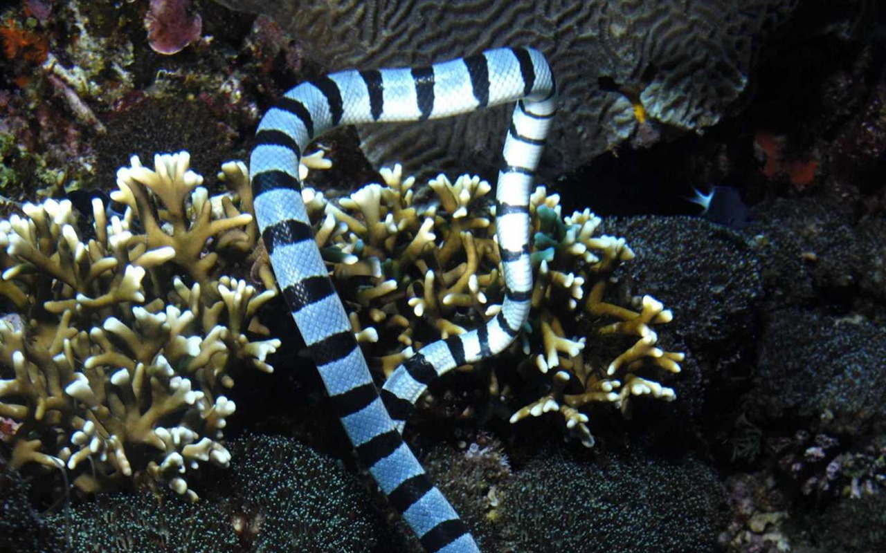 Under the Sea 3D 海底世界3D 高清壁紙 #33 - 1280x800