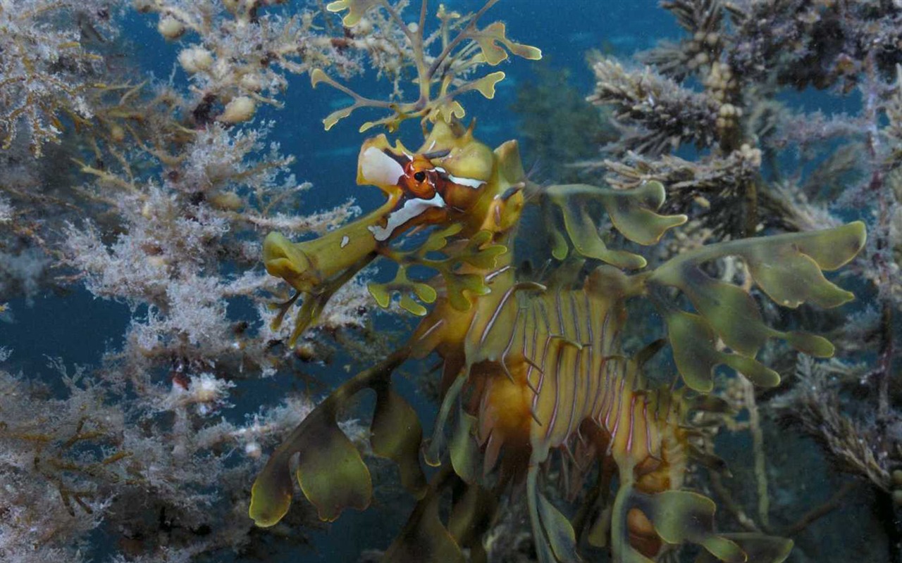 Under the Sea 3D 海底世界3D 高清壁紙 #35 - 1280x800