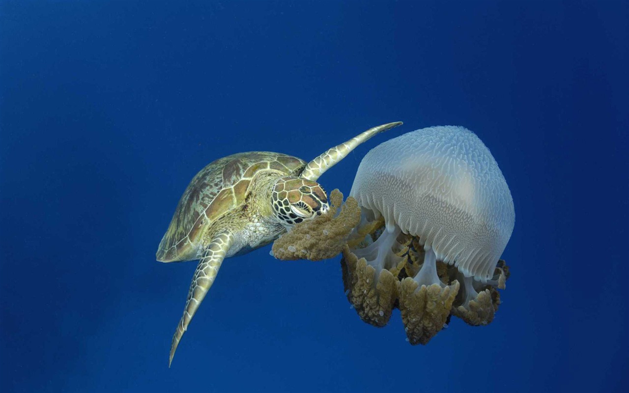 Under the Sea 3D 海底世界3D 高清壁紙 #40 - 1280x800