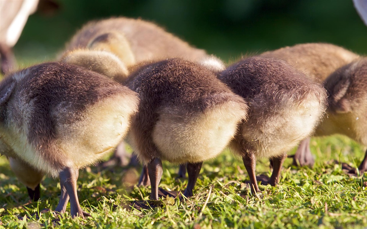 Animal Widescreen Wallpapers Collection (19) #9 - 1280x800