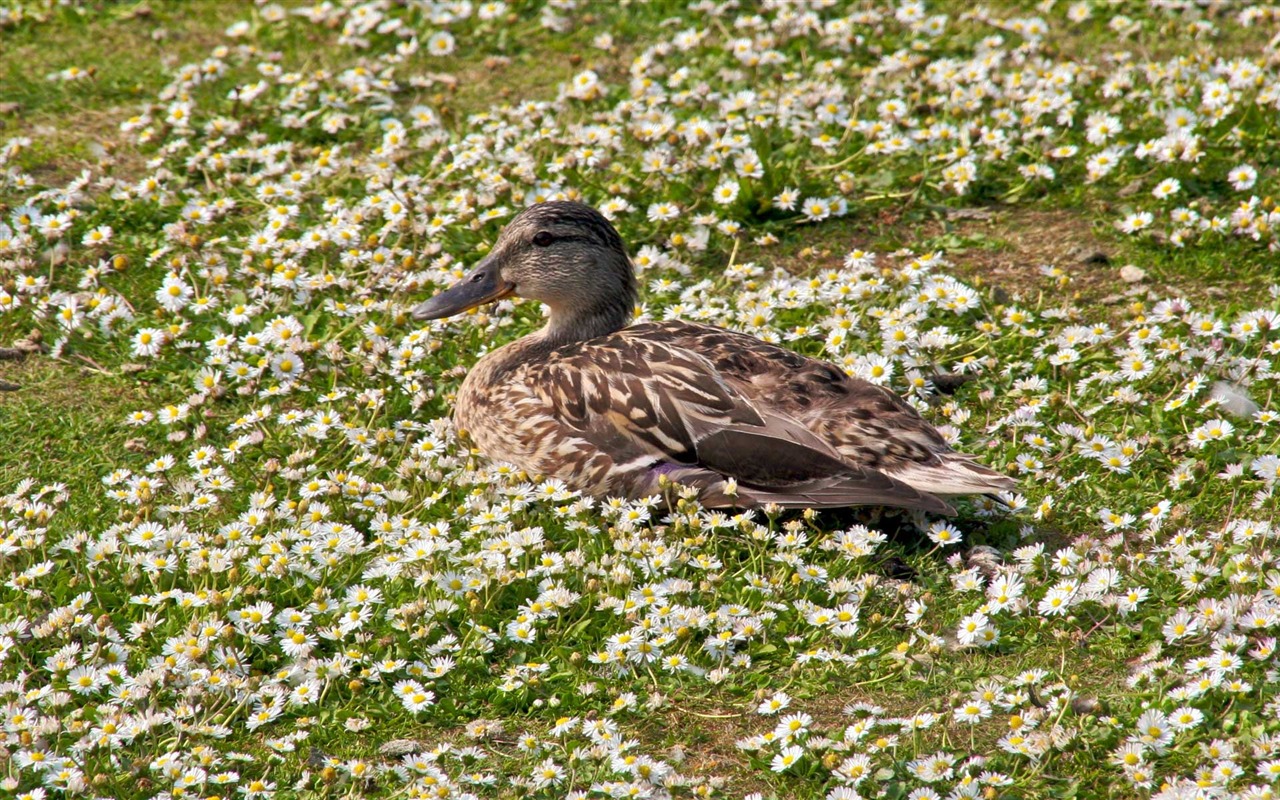 zvířat širokoúhlý Tapety Kolekce (19) #10 - 1280x800