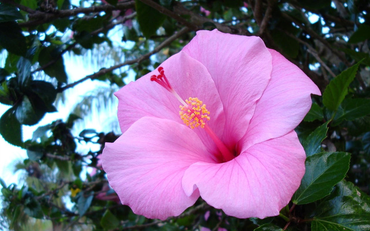 宽屏鲜花特写 壁纸(19)7 - 1280x800