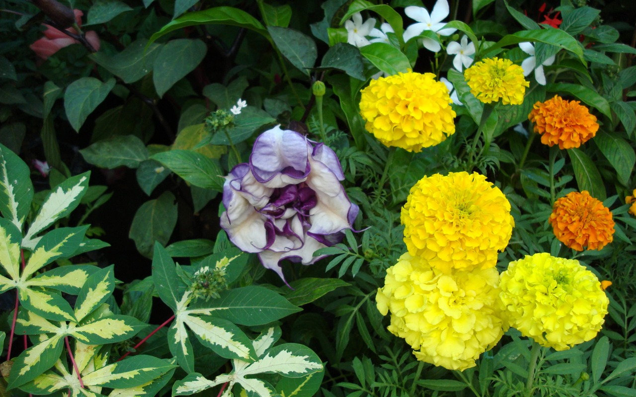 fleurs fond d'écran Widescreen close-up (19) #16 - 1280x800