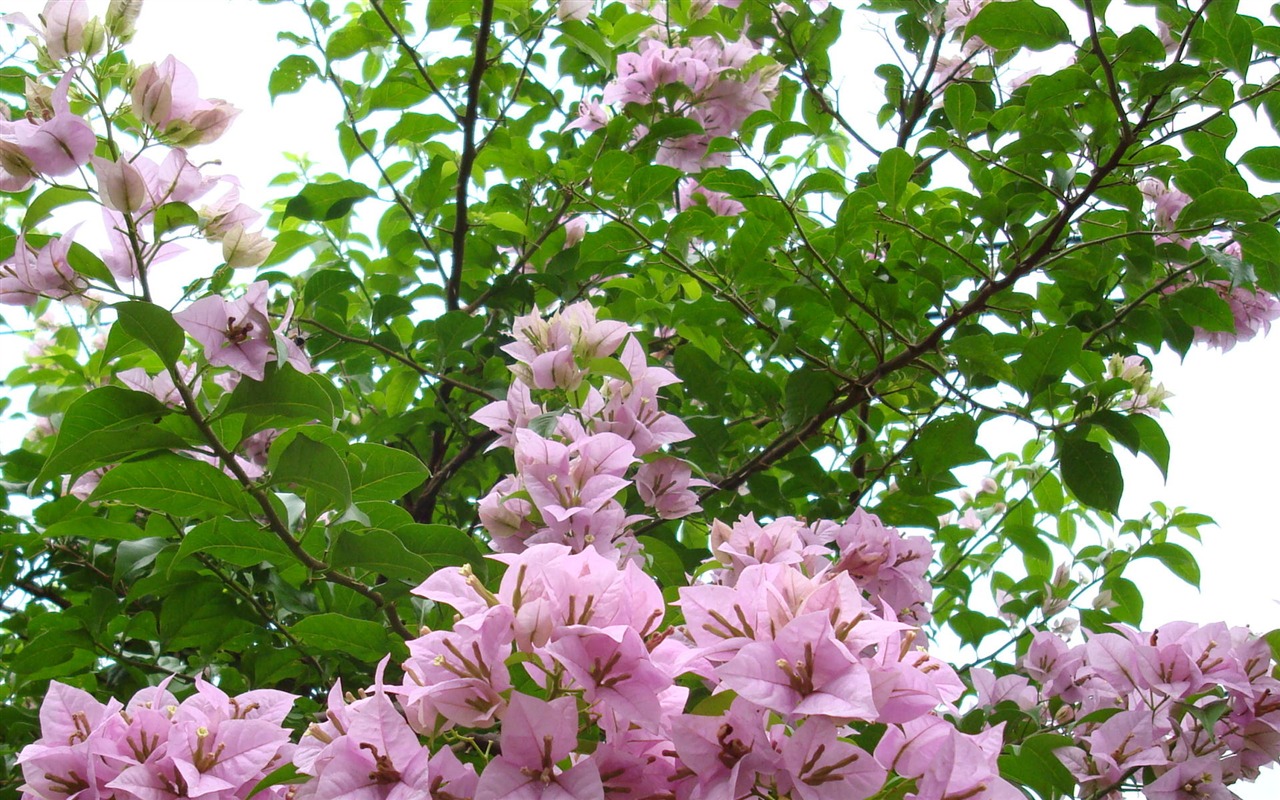 fleurs fond d'écran Widescreen close-up (19) #17 - 1280x800
