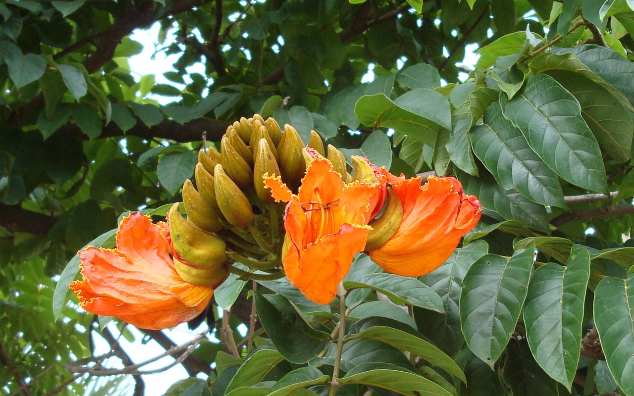 fondos de escritorio de flores con pantalla ancha de cerca (20) #2 - 1280x800