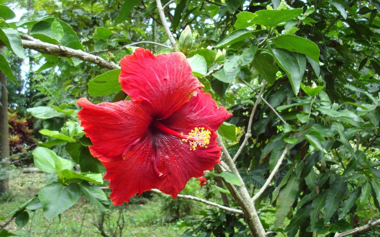 fondos de escritorio de flores con pantalla ancha de cerca (20) #4 - 1280x800