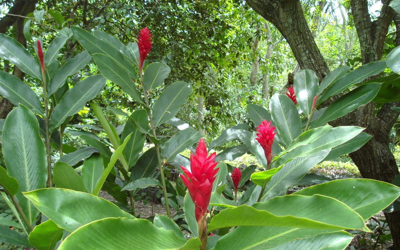 fondos de escritorio de flores con pantalla ancha de cerca (20) #5 - 1280x800