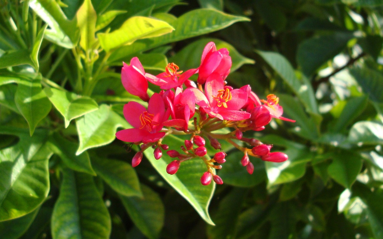 fleurs fond d'écran Widescreen close-up (20) #10 - 1280x800