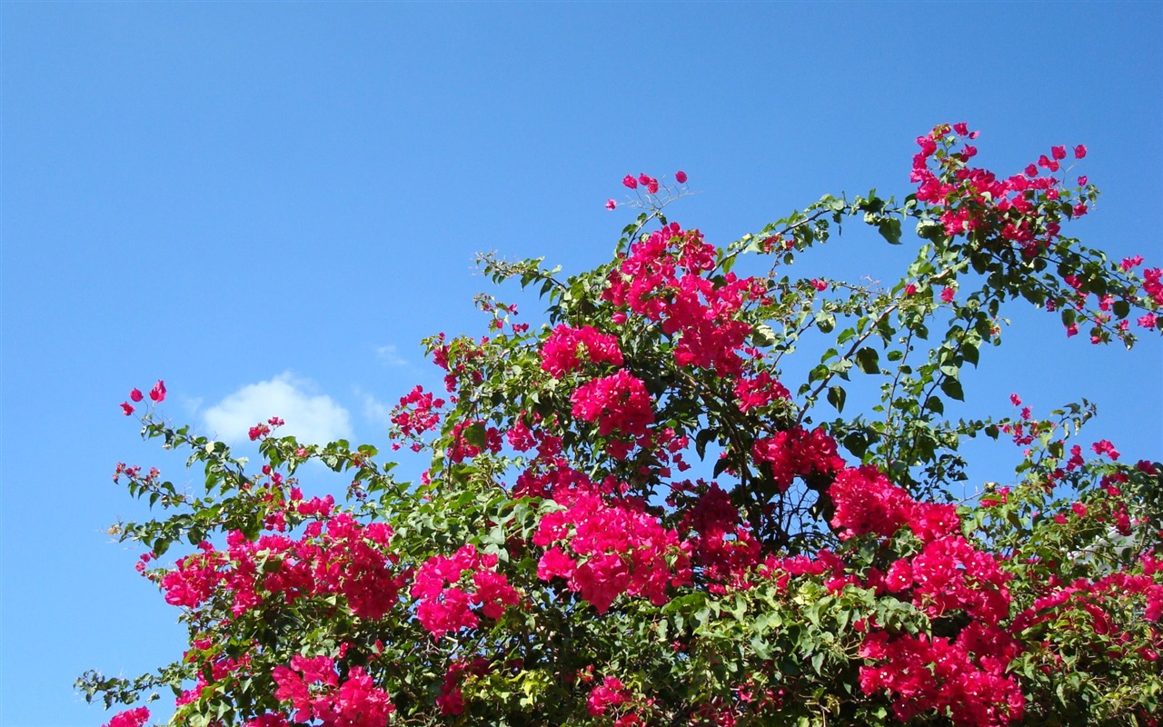 fondos de escritorio de flores con pantalla ancha de cerca (20) #18 - 1280x800