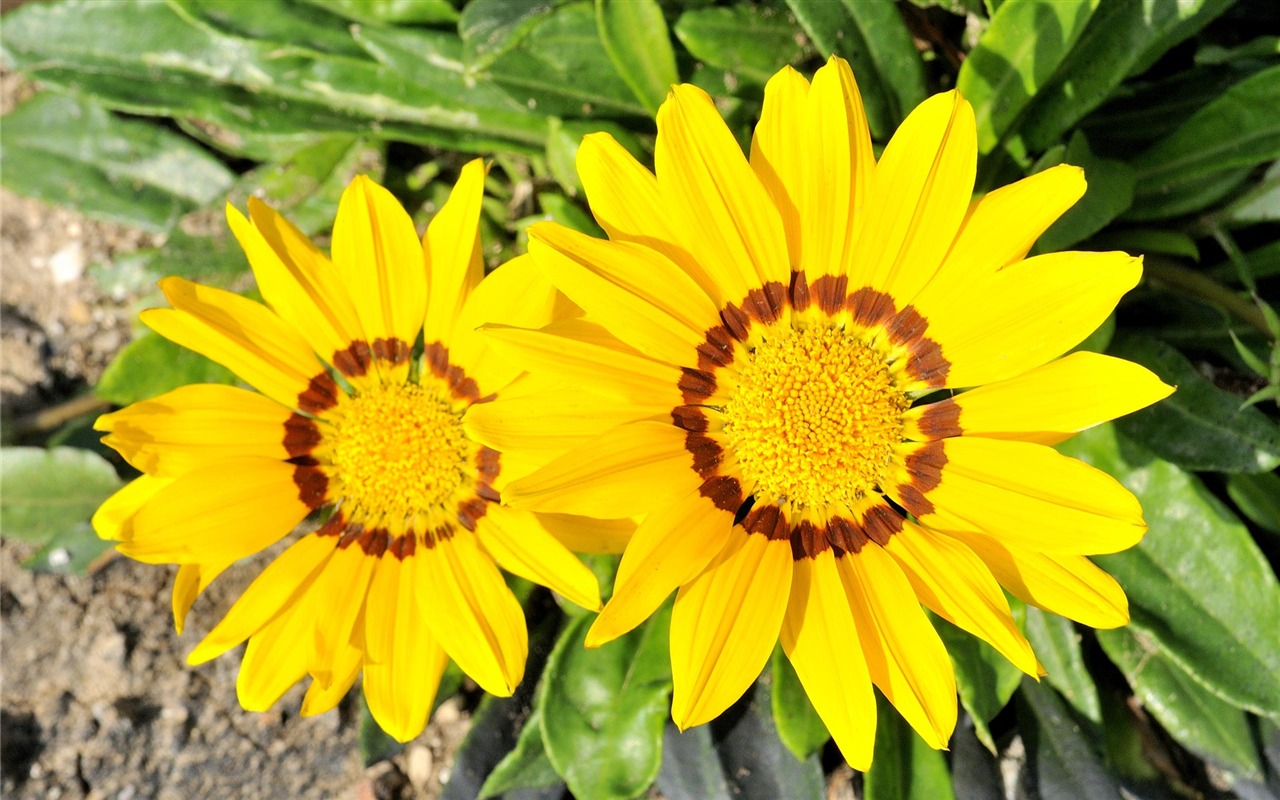 宽屏鲜花特写 壁纸(21)4 - 1280x800