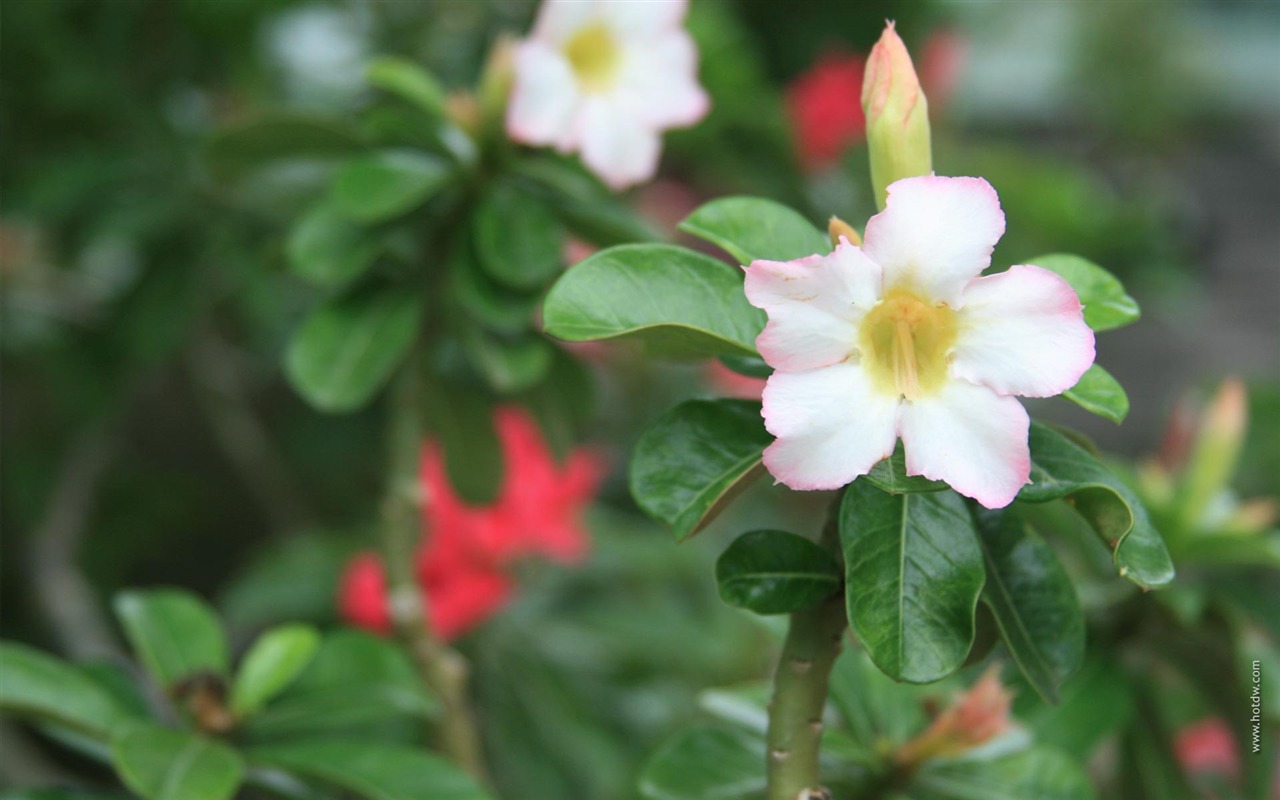 寬屏鮮花特寫 壁紙(21) #5 - 1280x800