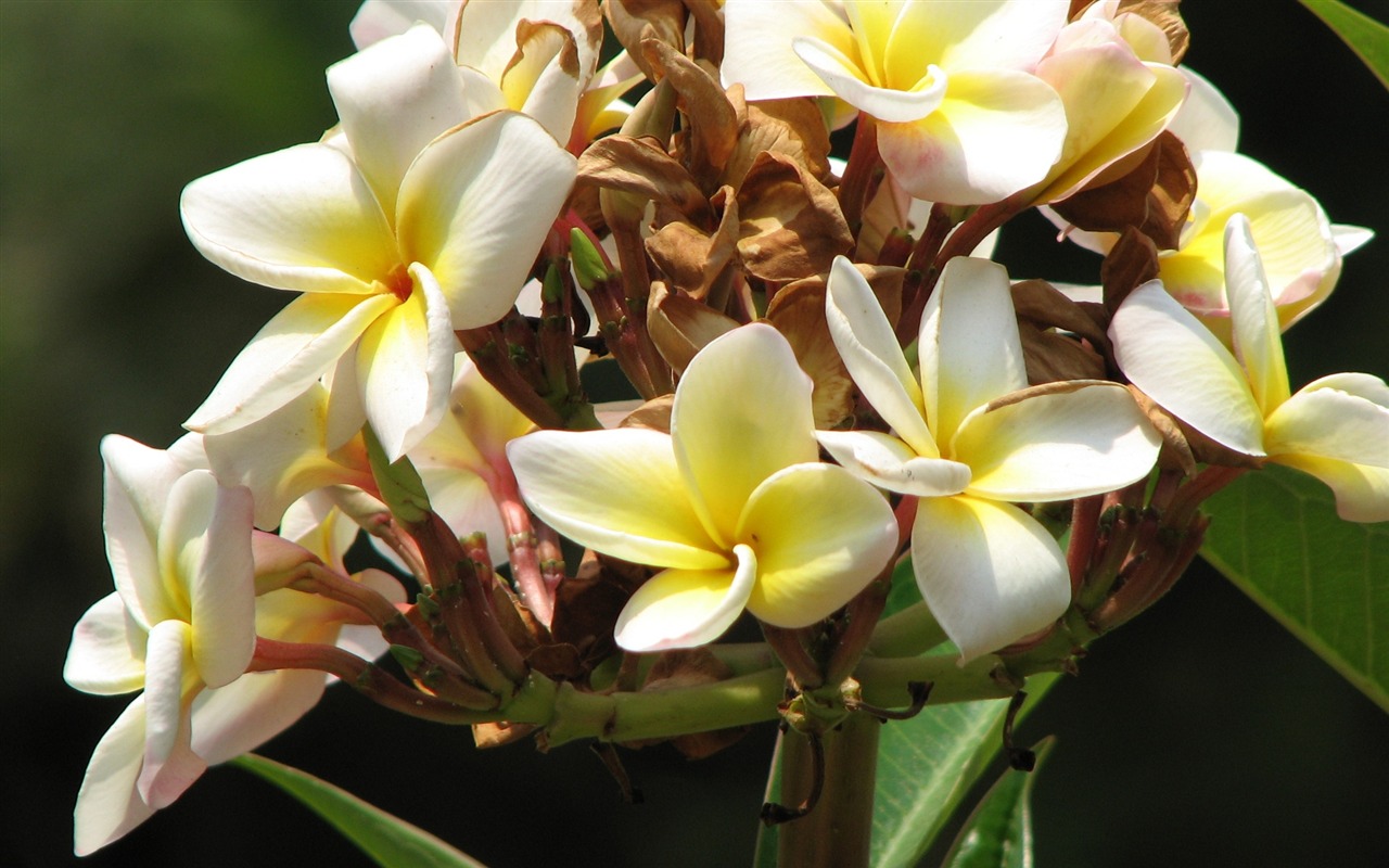 宽屏鲜花特写 壁纸(21)6 - 1280x800