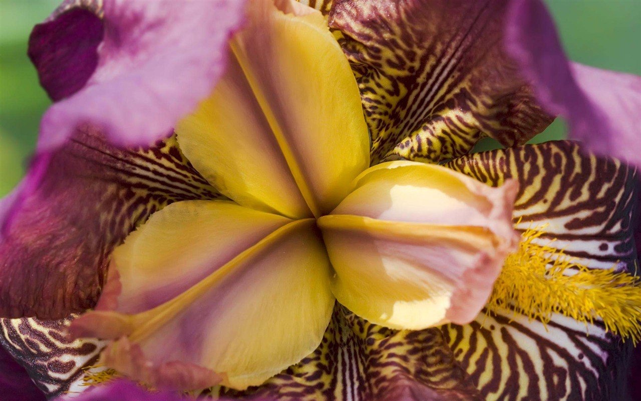 fleurs fond d'écran Widescreen close-up (21) #9 - 1280x800