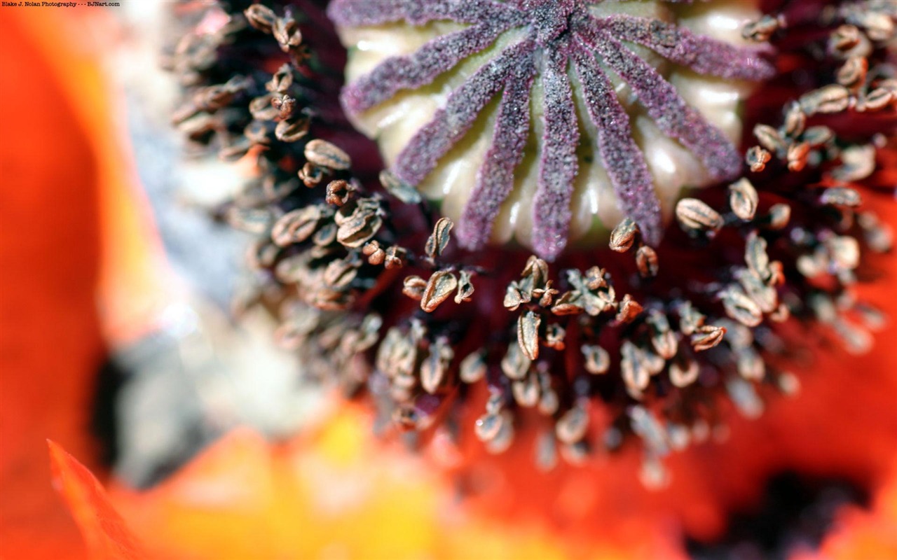 fleurs fond d'écran Widescreen close-up (21) #11 - 1280x800