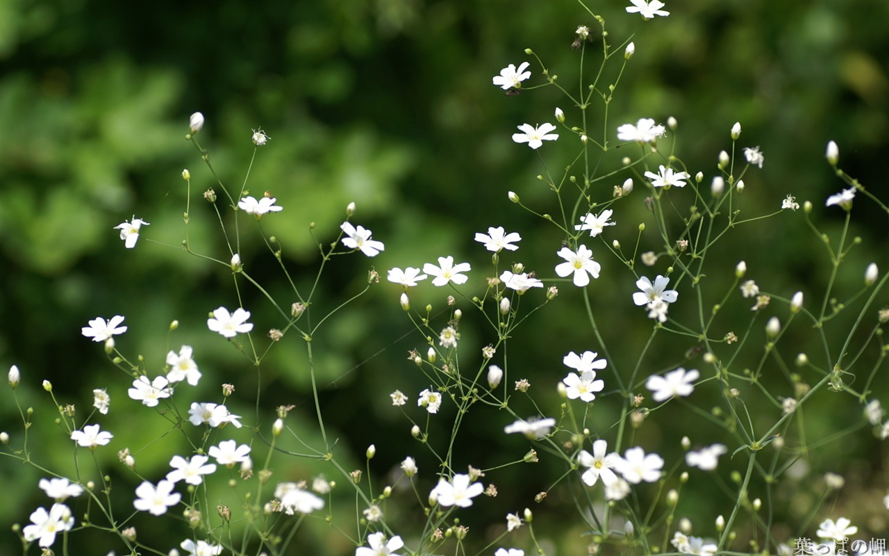 Widescreen wallpaper flowers close-up (21) #13 - 1280x800