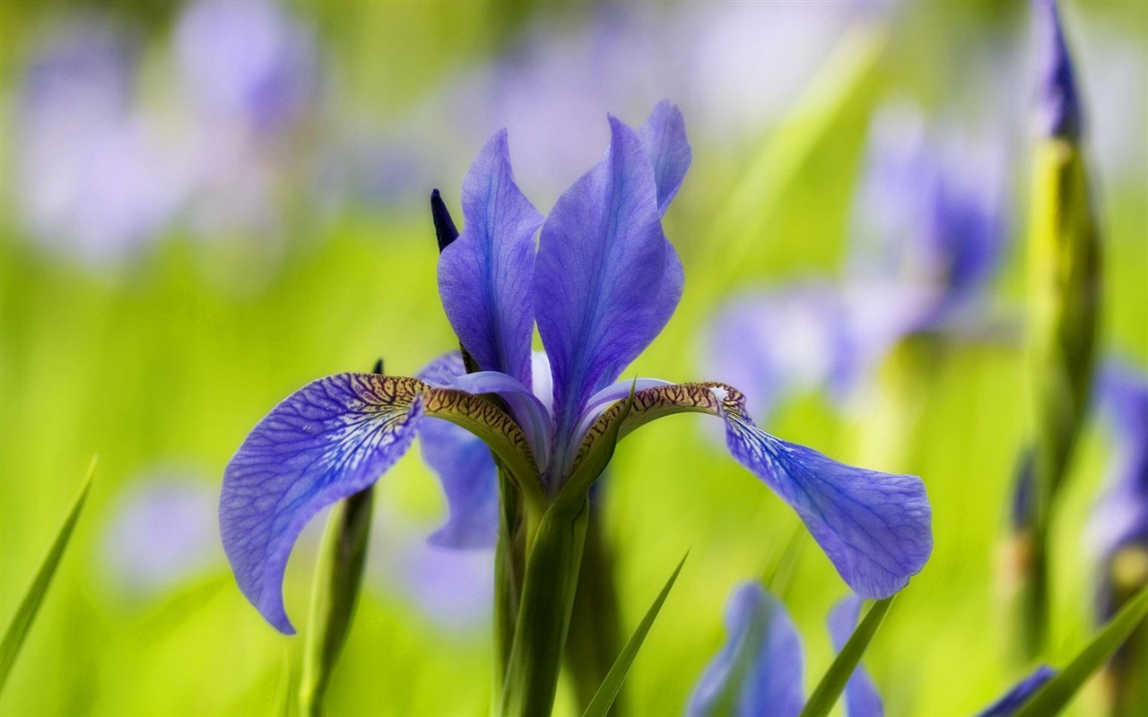 Widescreen wallpaper flowers close-up (21) #15 - 1280x800