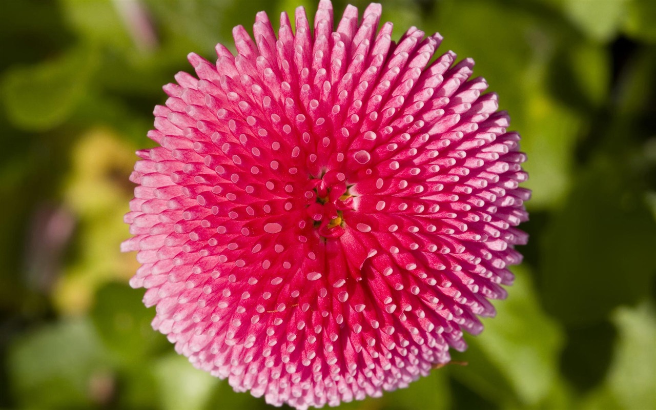 宽屏鲜花特写 壁纸(21)16 - 1280x800