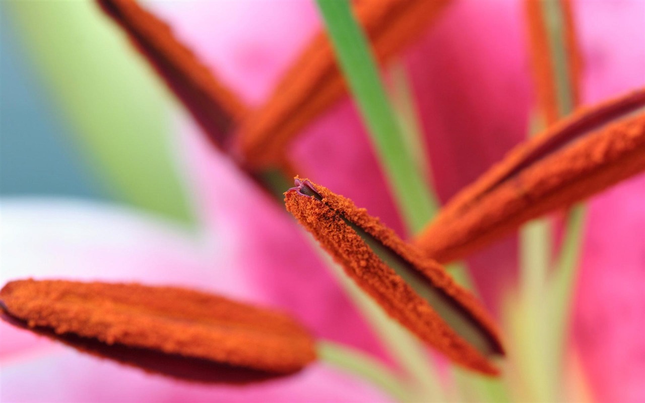 宽屏鲜花特写 壁纸(22)1 - 1280x800