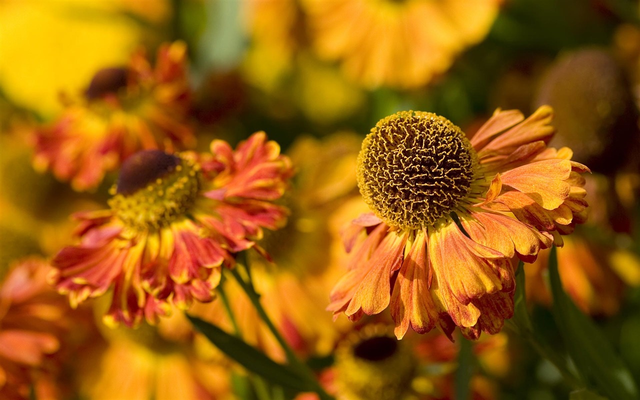 fleurs fond d'écran Widescreen close-up (22) #4 - 1280x800