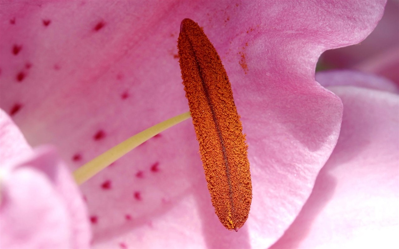 fleurs fond d'écran Widescreen close-up (22) #6 - 1280x800