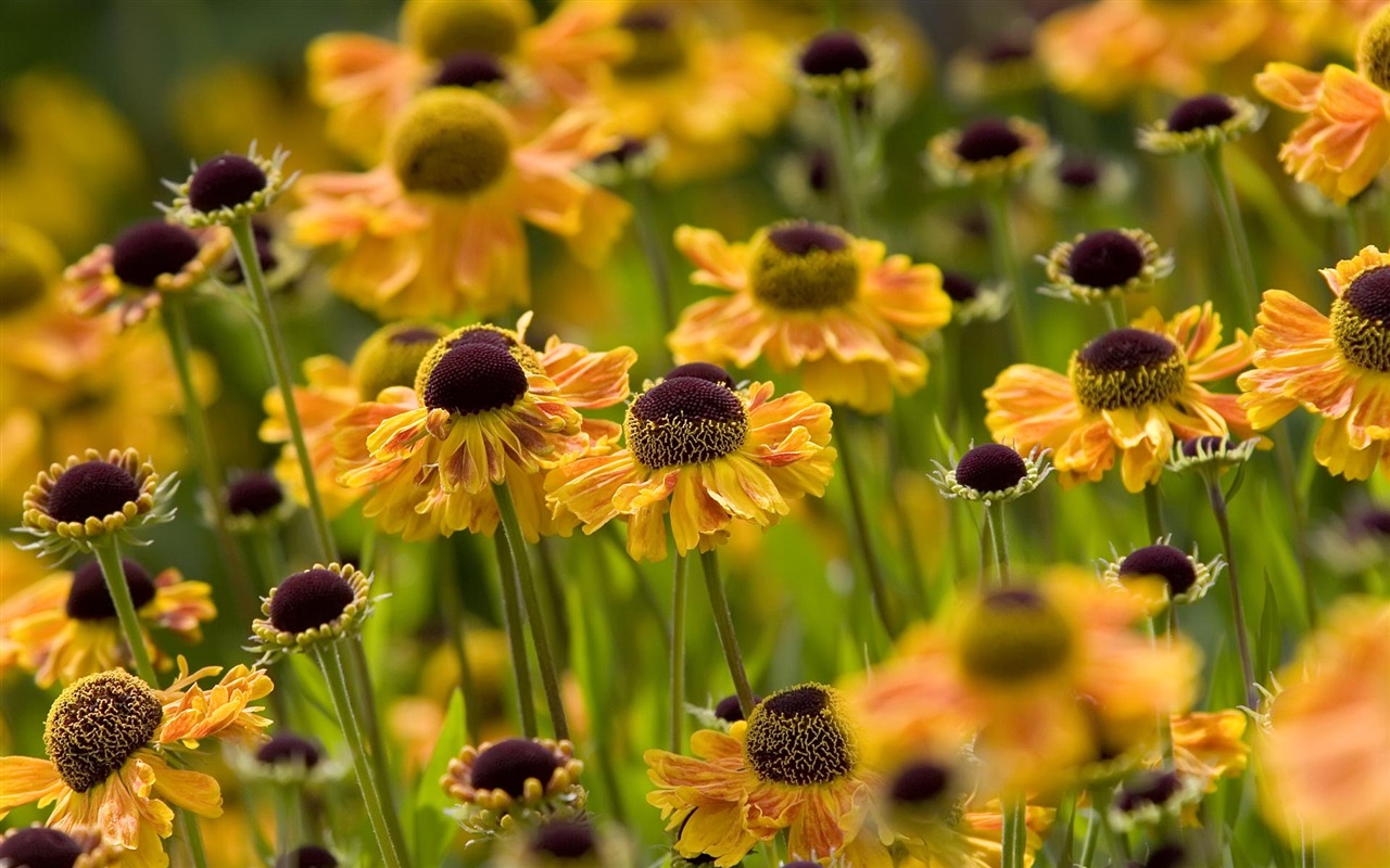 fondos de escritorio de flores con pantalla ancha de cerca (22) #10 - 1280x800