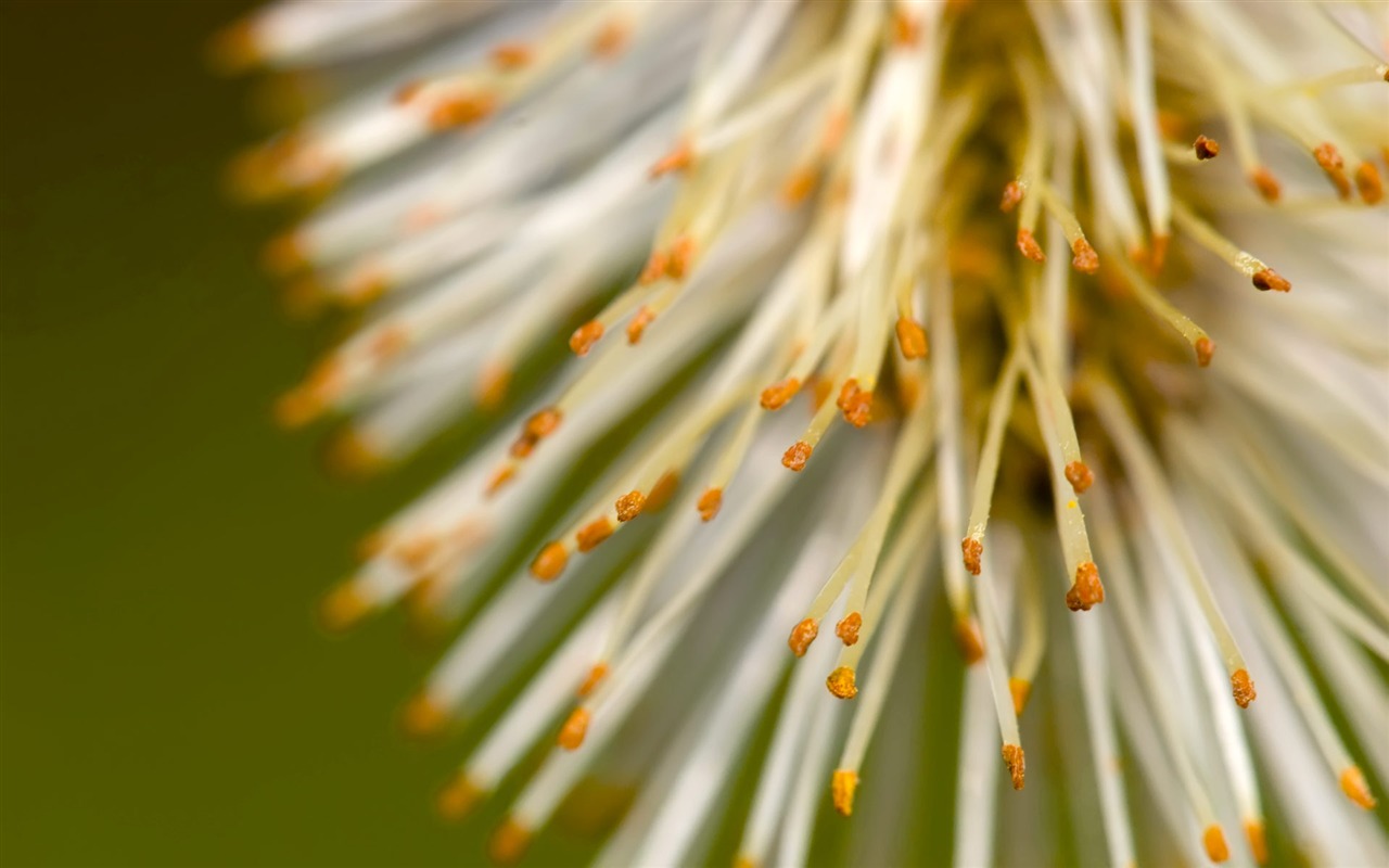 fleurs fond d'écran Widescreen close-up (22) #15 - 1280x800