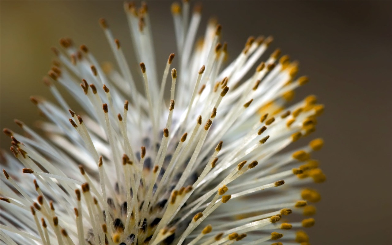 fleurs fond d'écran Widescreen close-up (22) #16 - 1280x800