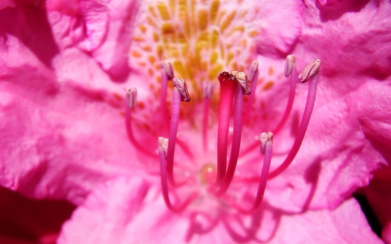 fondos de escritorio de flores con pantalla ancha de cerca (22) #18 - 1280x800