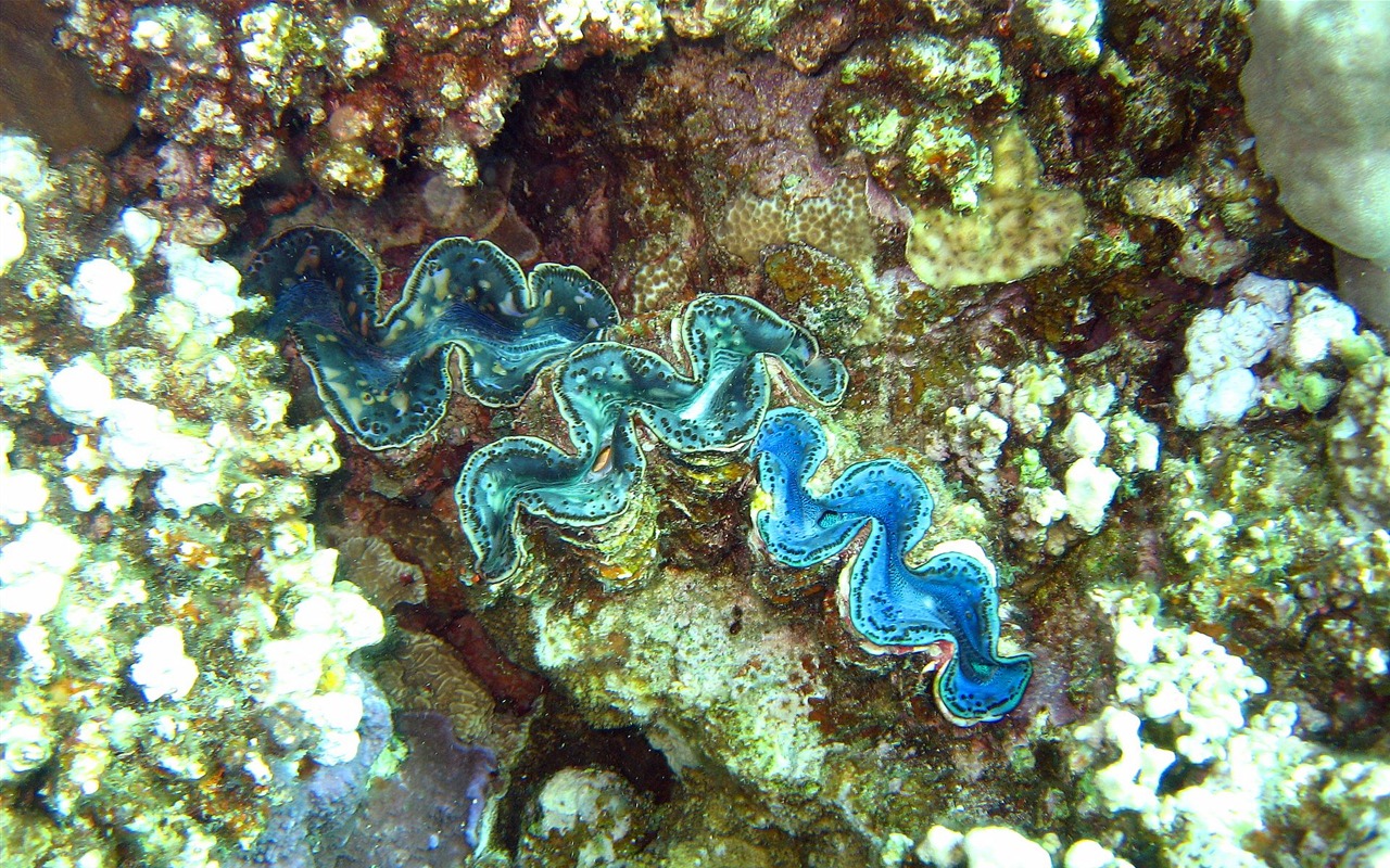 Fun Underwater World (4) #2 - 1280x800