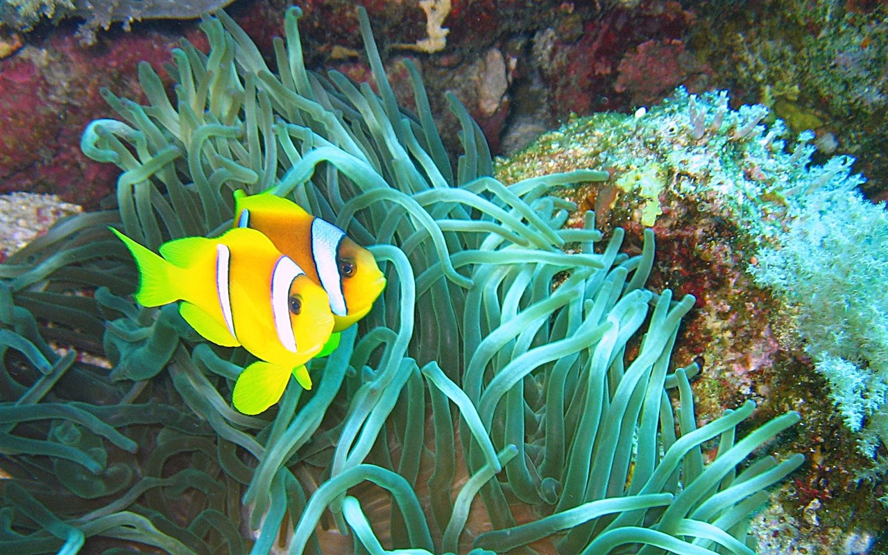Fun Underwater World (4) #3 - 1280x800