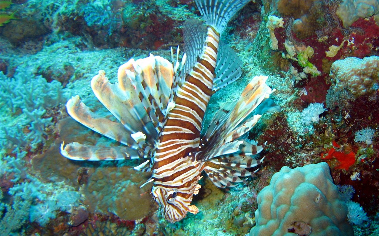 Fun Underwater World (4) #4 - 1280x800