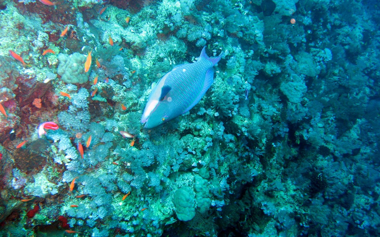 Zábava Underwater World (4) #5 - 1280x800