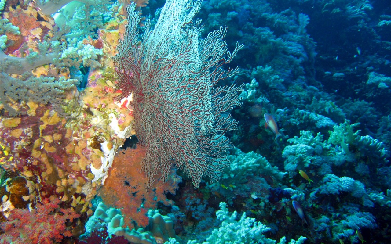 Fun Underwater World (4) #7 - 1280x800