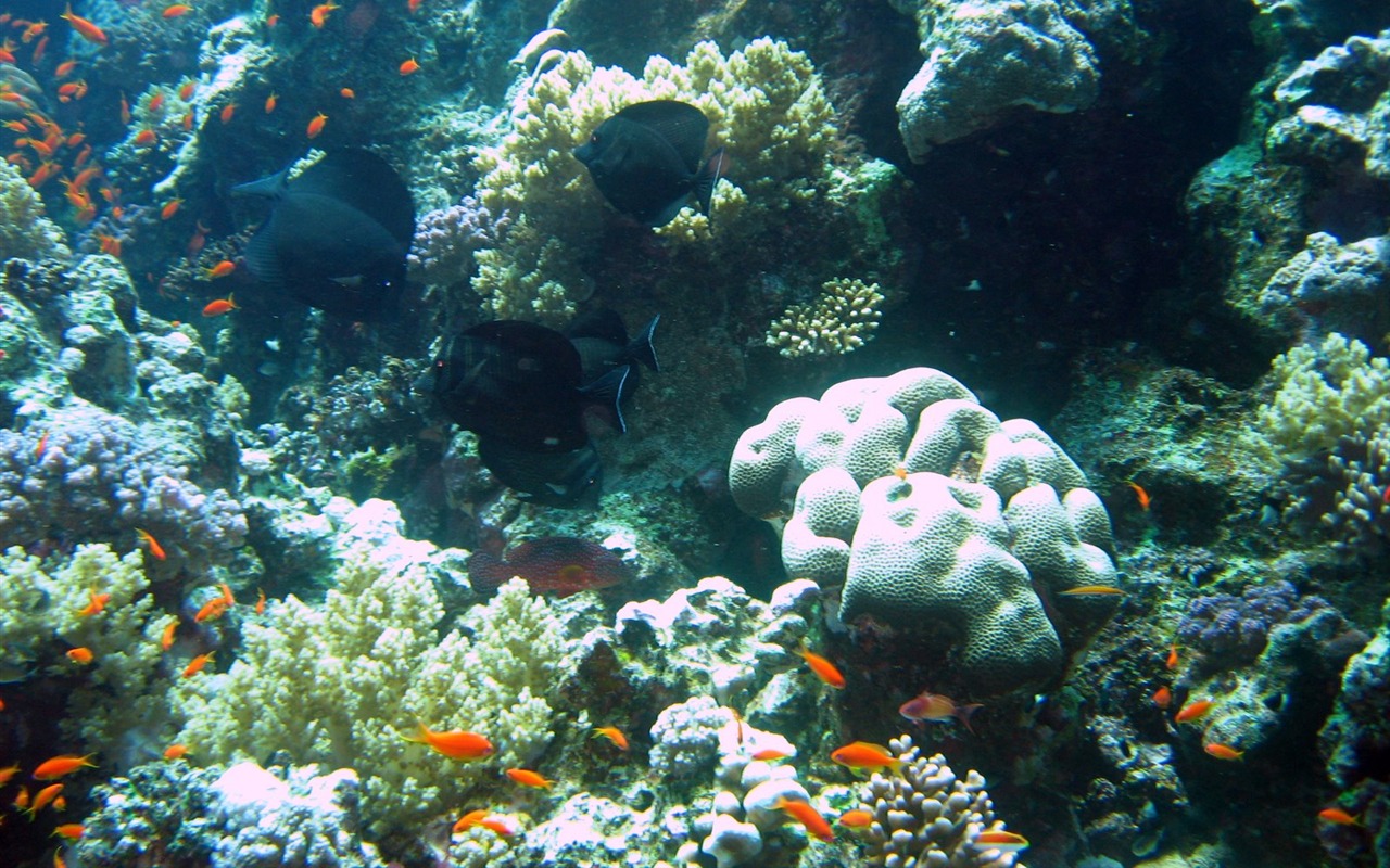 Fun Underwater World (4) #9 - 1280x800