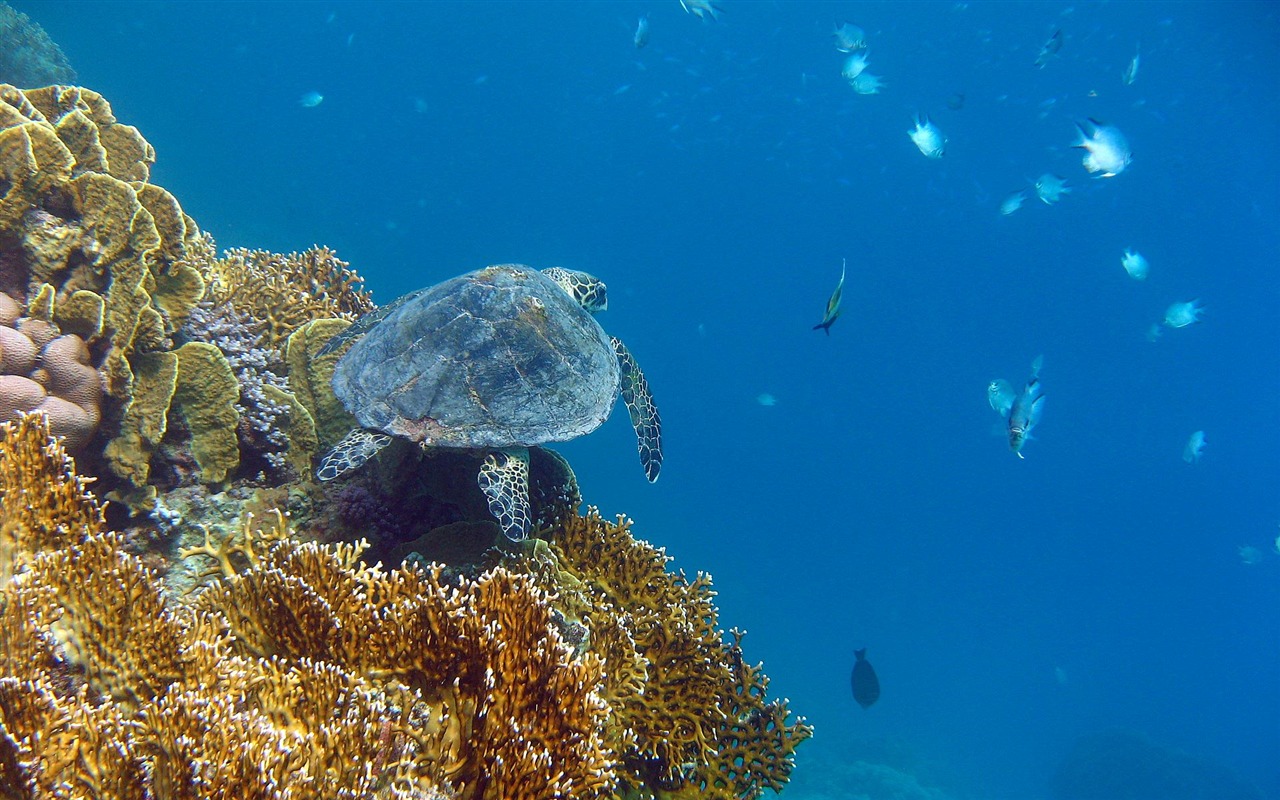 Zábava Underwater World (4) #21 - 1280x800