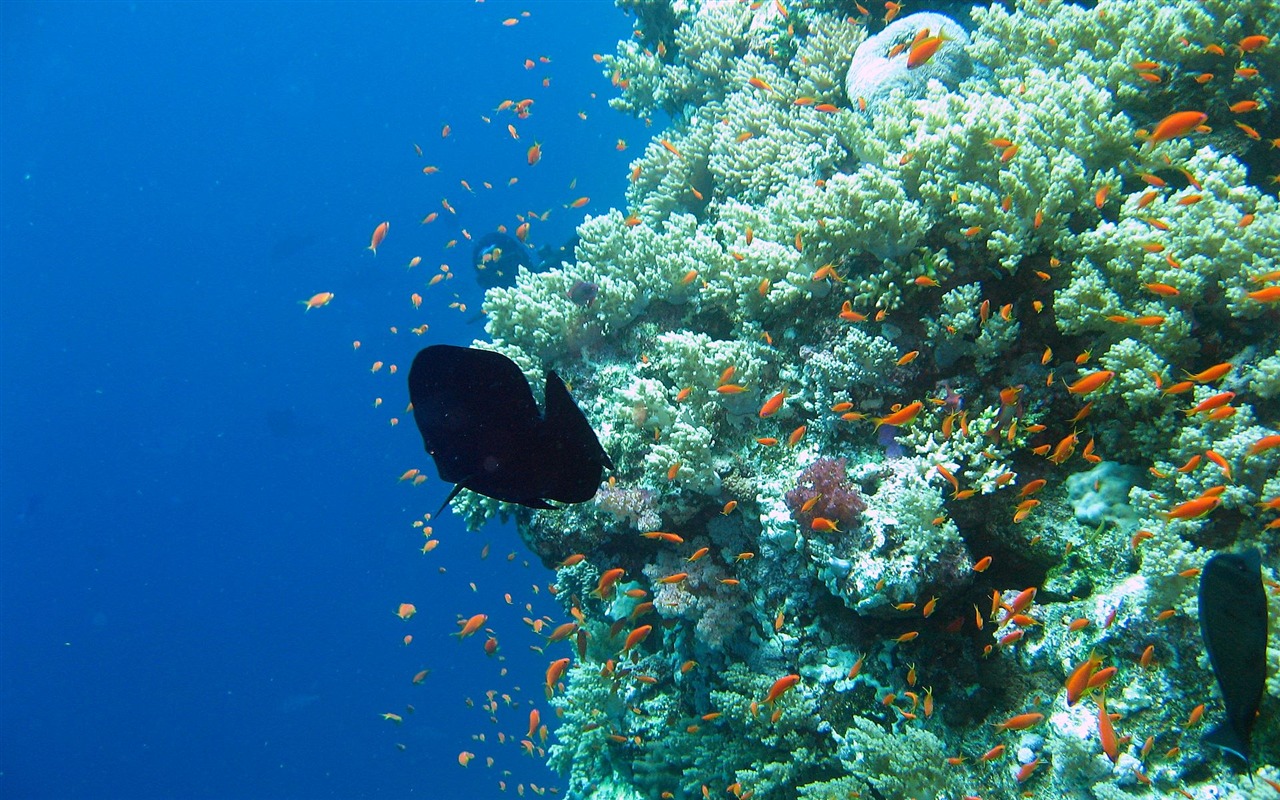 缤纷海底世界(四)22 - 1280x800