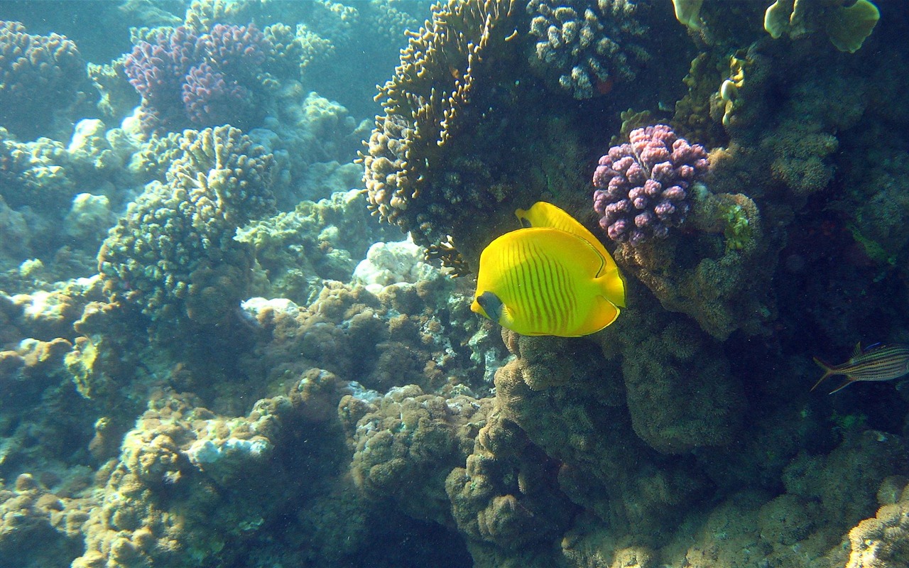 繽紛海底世界(四) #25 - 1280x800