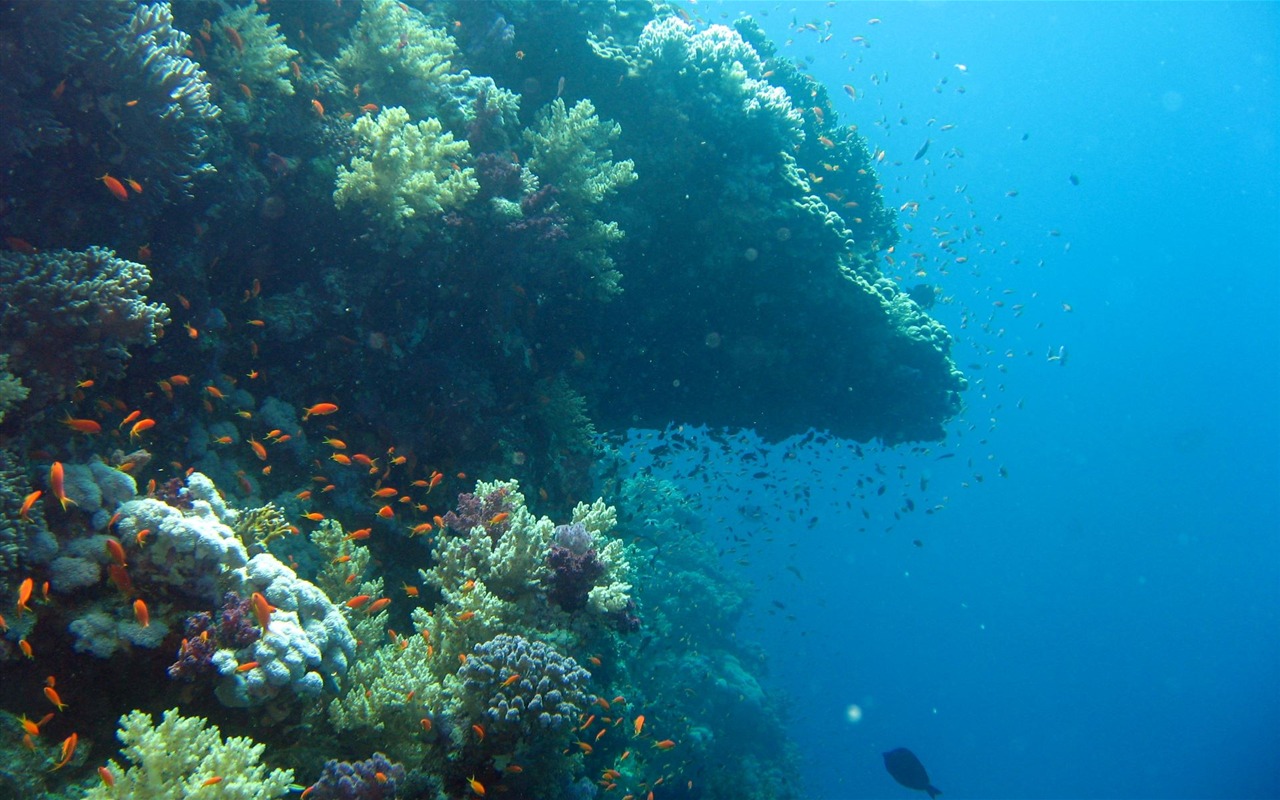 缤纷海底世界(四)26 - 1280x800