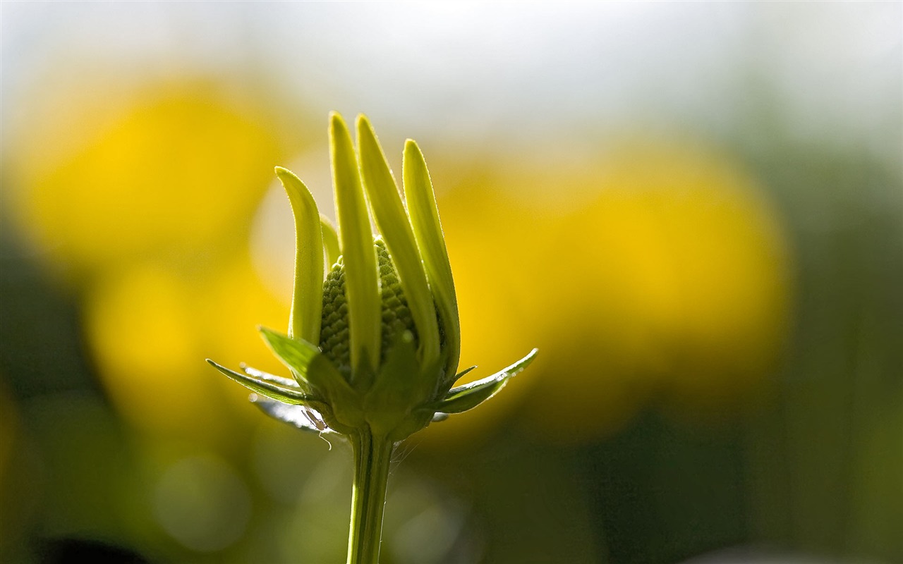 Widescreen wallpaper flowers close-up (23) #2 - 1280x800