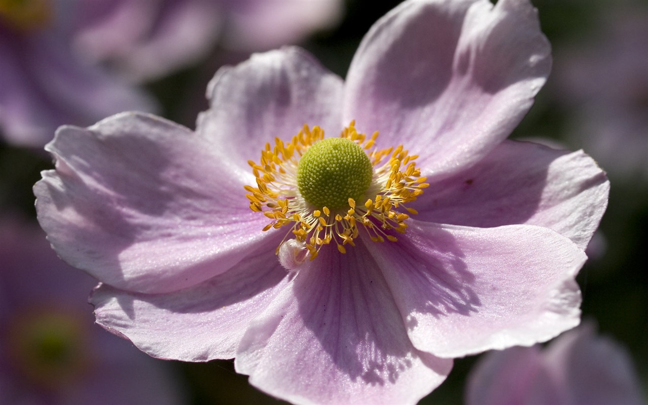 fondos de escritorio de flores con pantalla ancha de cerca (23) #3 - 1280x800