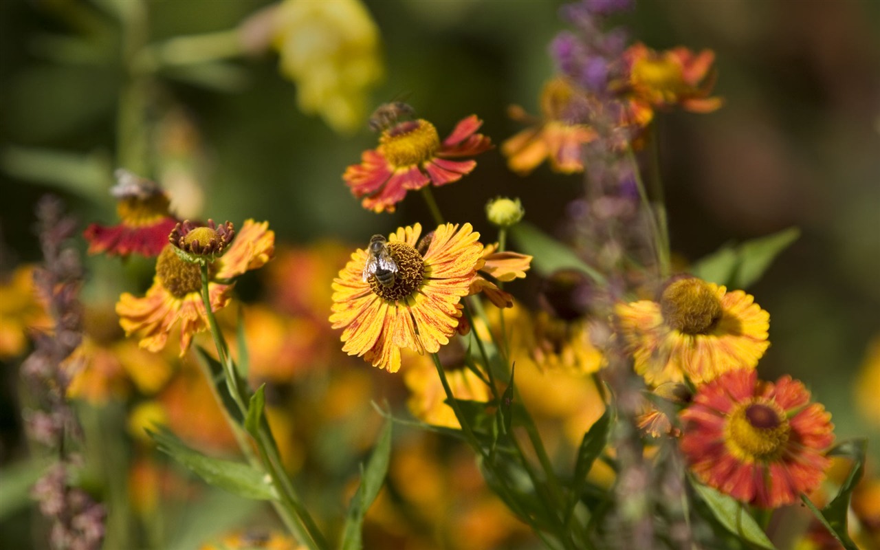 Widescreen-Wallpaper Blumen close-up (23) #6 - 1280x800