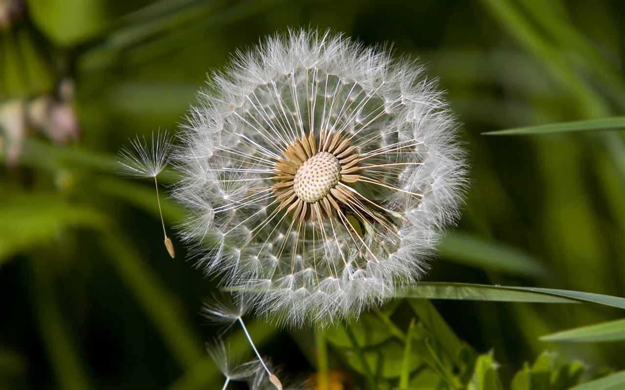 Widescreen wallpaper flowers close-up (23) #7 - 1280x800