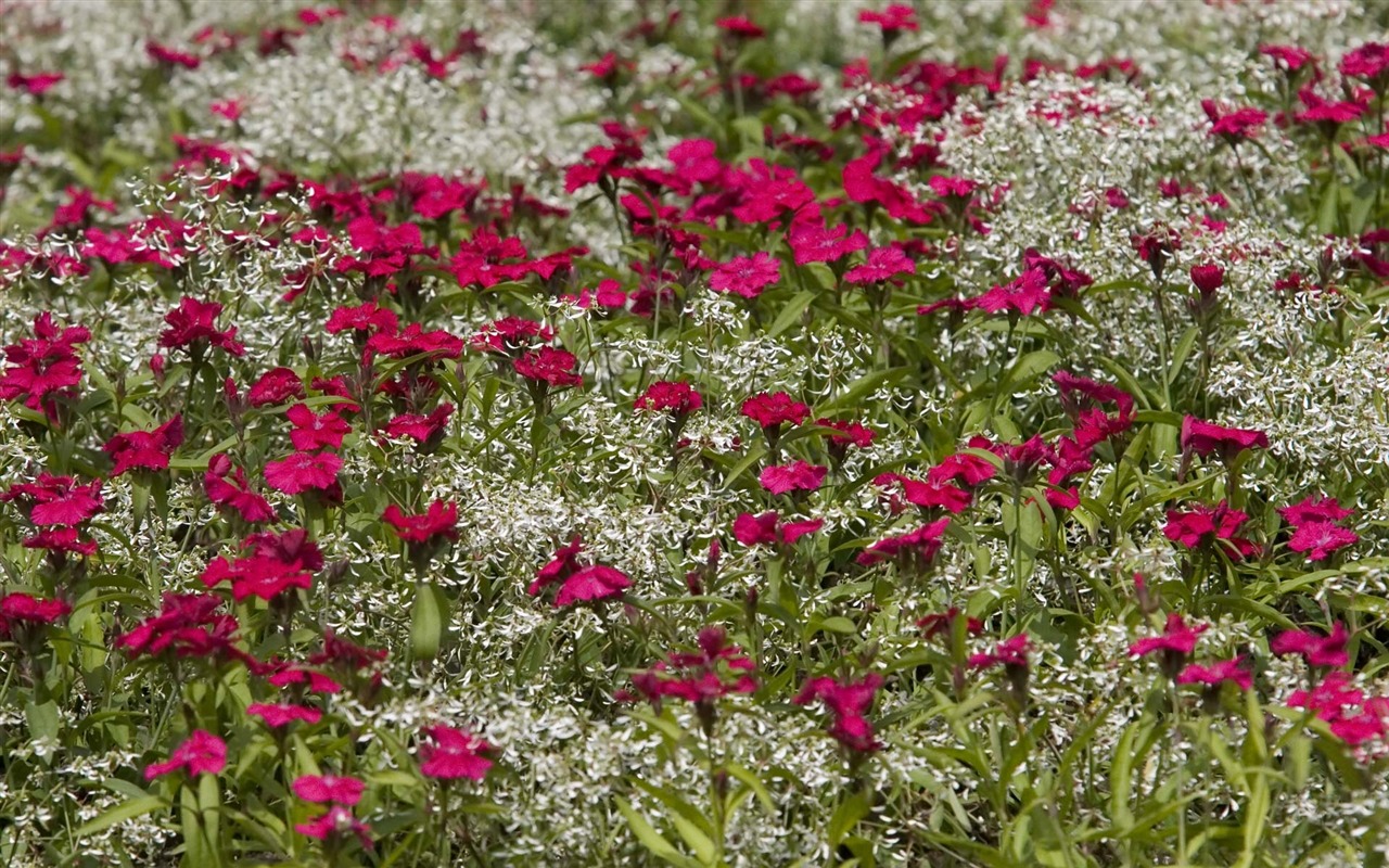 寬屏鮮花特寫 壁紙(23) #13 - 1280x800