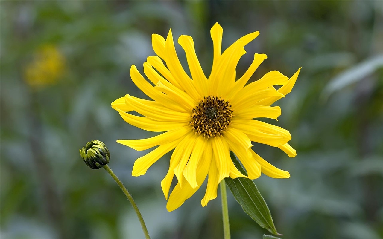 fondos de escritorio de flores con pantalla ancha de cerca (23) #14 - 1280x800